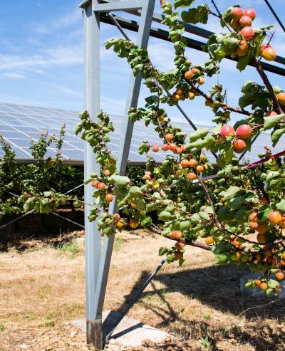 Enrichir le sol et imaginer des projets durables