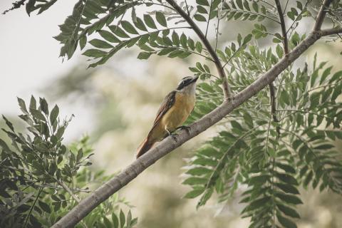 faune-locale.jpg