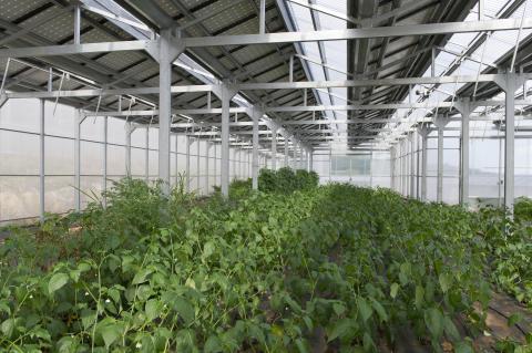 serres agrivolatïques