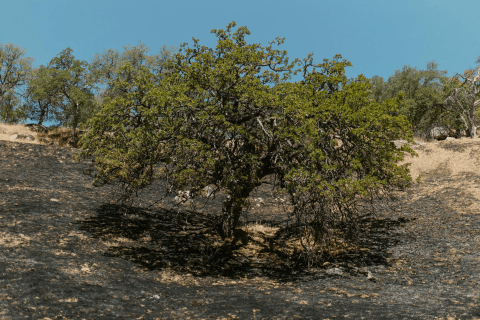 Saulieu_RSE_Résilience climatique.png