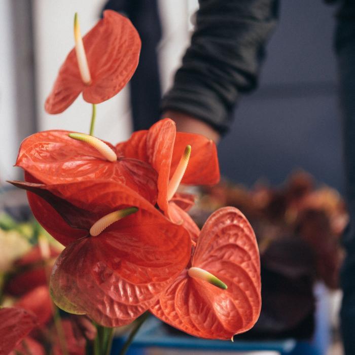 fleurs