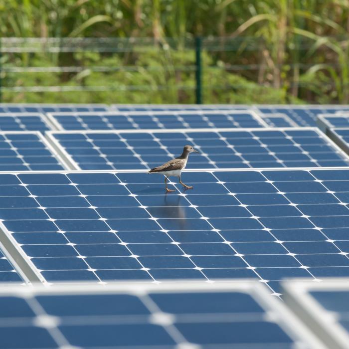 Panneau solaire antilles