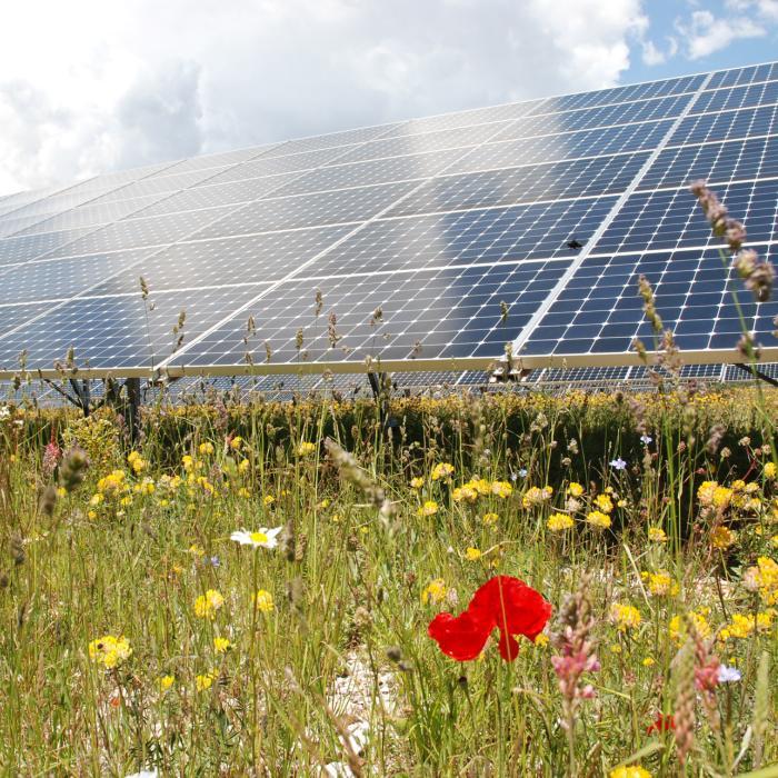 Panneau solaire fleur corse