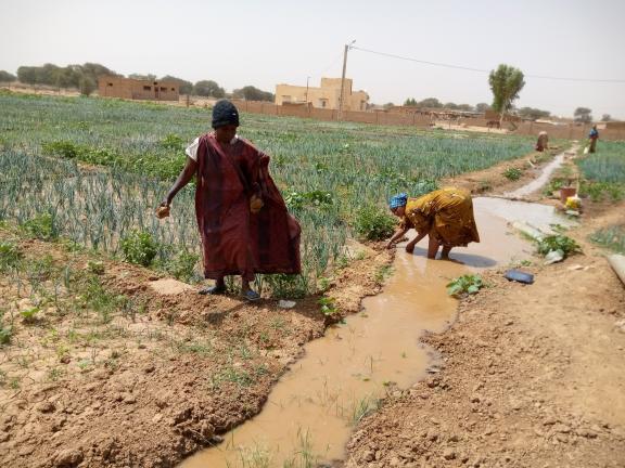 OM Fawrou Remobe : Sécurité alimentaire au Sénégal 
