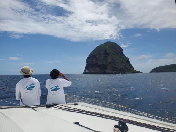 protection des cachalots et des mammifères marins 