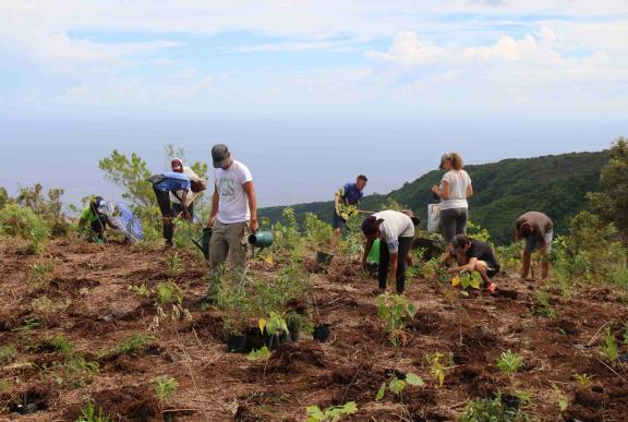 association arbres endémiques La Réunion 