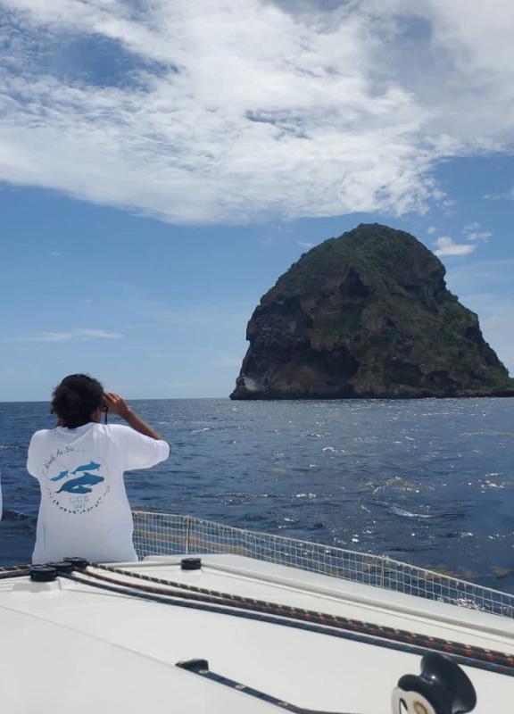 protection des cachalots et des mammifères marins