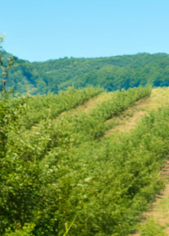 FruitPV Akuo awarded the first agrivoltaics project in Portugal