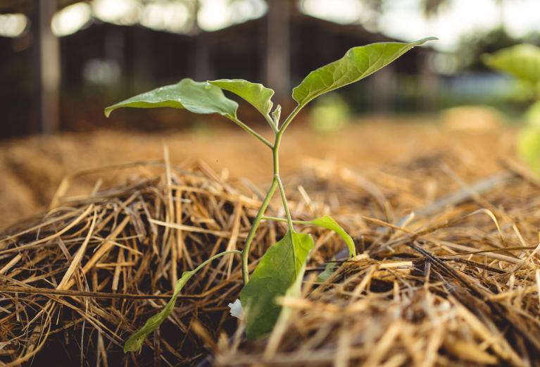 dsc nouvelle zélande