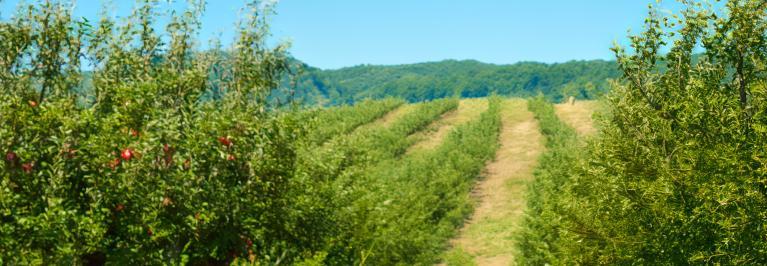 FruitPV Akuo awarded the first agrivoltaics project in Portugal