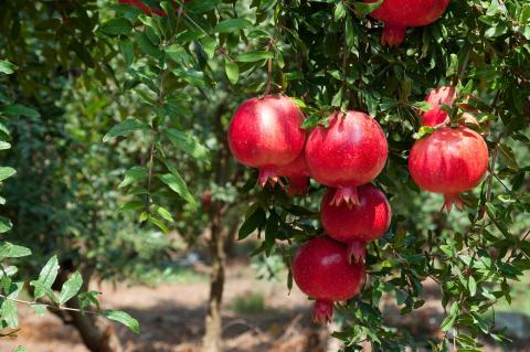 agriculture projet rse