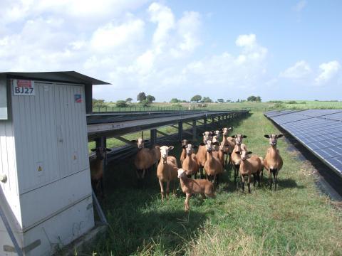Elevage de moutons
