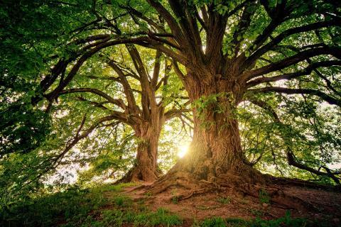 nature.jpg