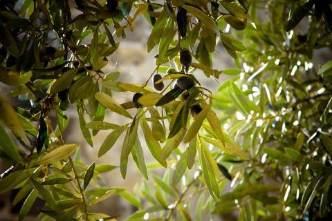 olives-789140_1280.jpg