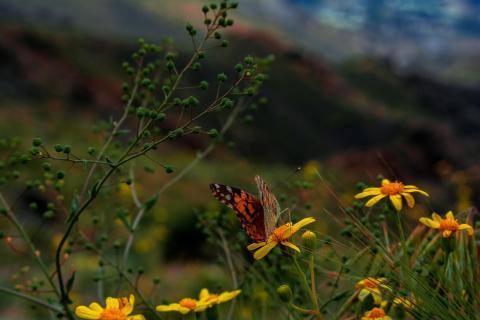 faune-te-flore.jpg