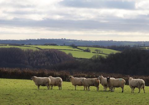 sheep-7201190_1280.jpg