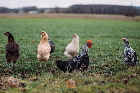 projet agrivoltaïque