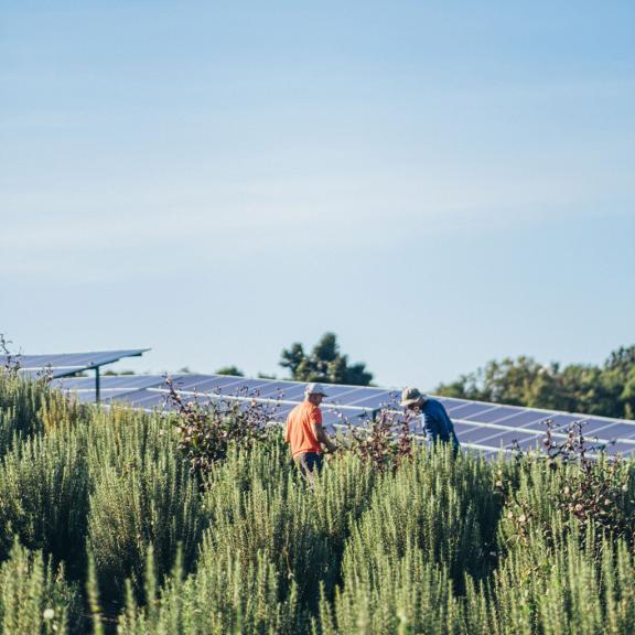 première centrale agrivoltaïque Akuo