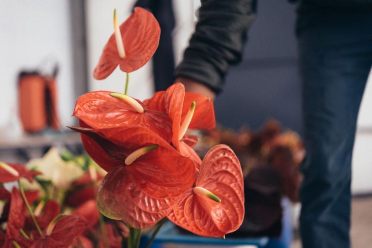 fleurs