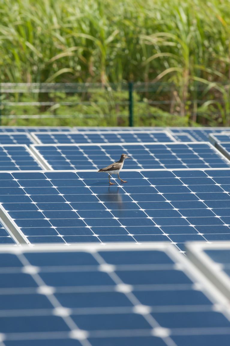 Panneau solaire antilles