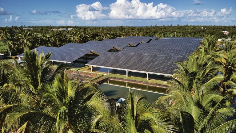 Panneau solaire palmier la réunion