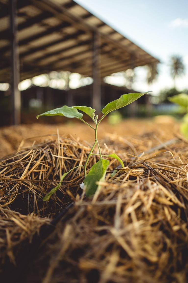 Nouvelle-Zélande plante