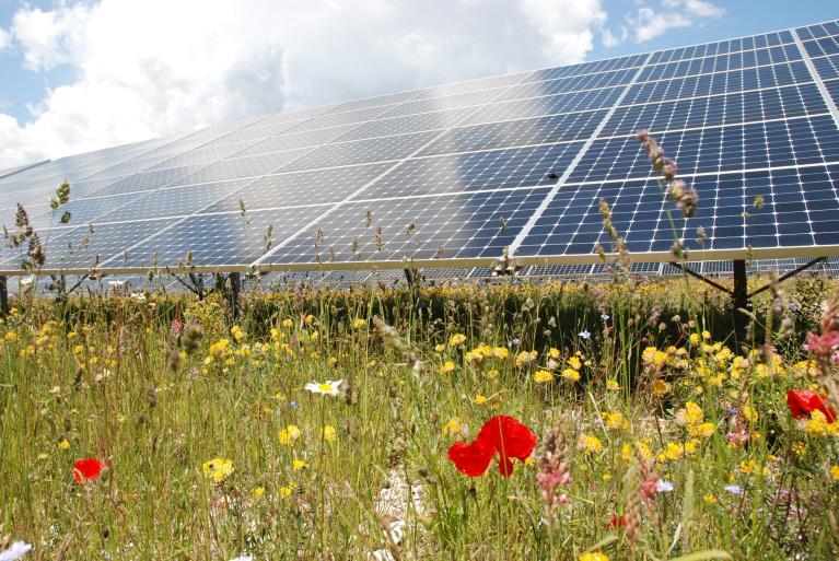 Panneau solaire fleur corse