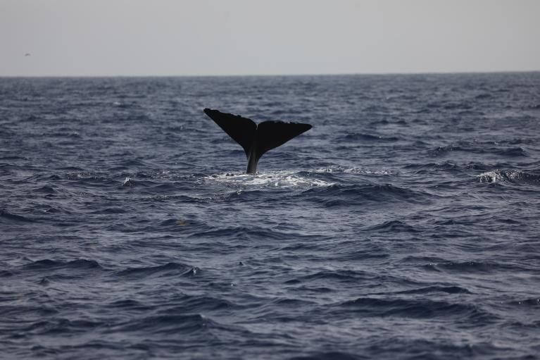 protection des cachalots et des mammifères marins