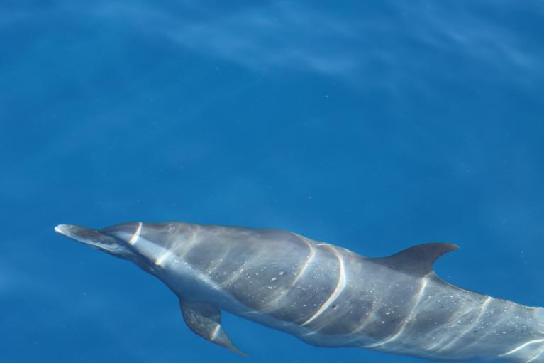 protection des cachalots et des mammifères marins