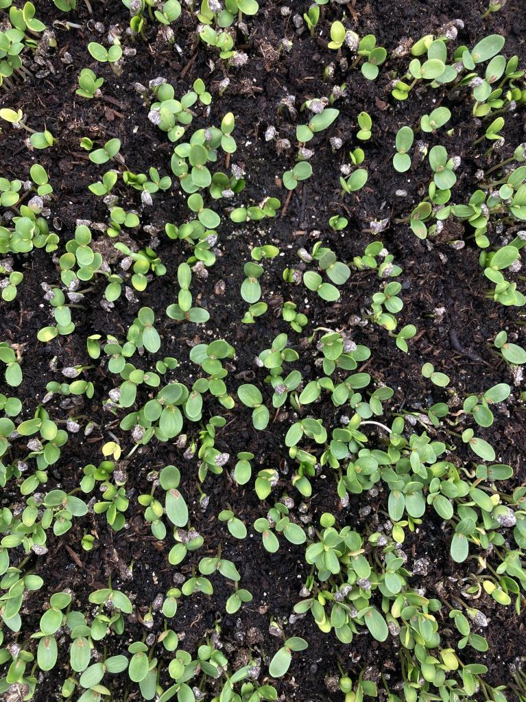 Planteurs d'Avenir