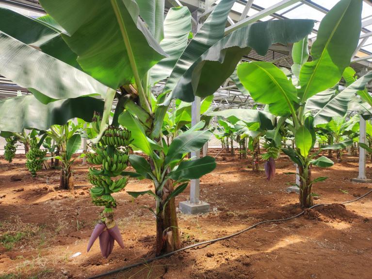 Plantation_Lesport